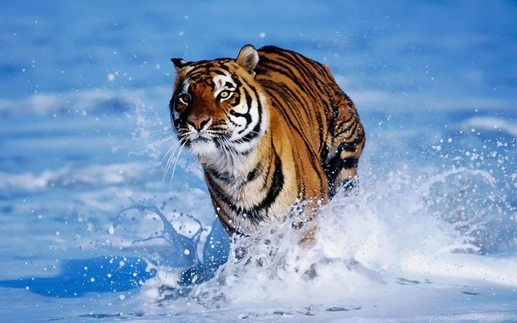 HD Tigers Wallpapers And Photos