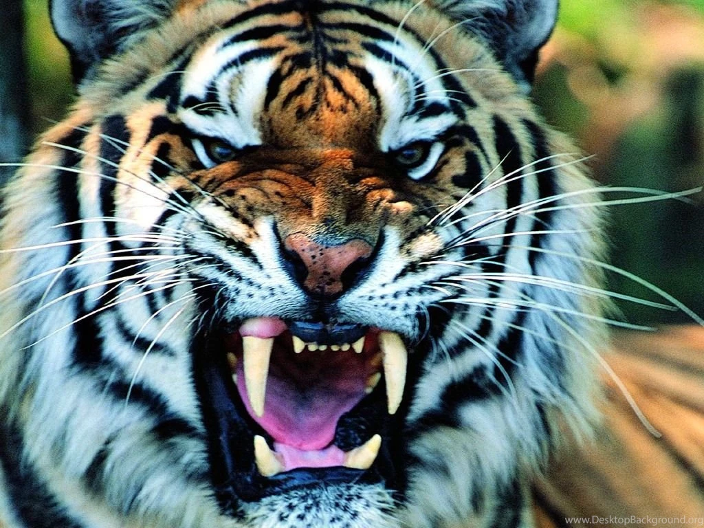 Tiger Roar HD Photo My Free Wallpapers Hub
