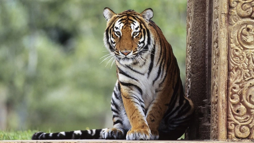 HD Tigers Wallpapers And Photos