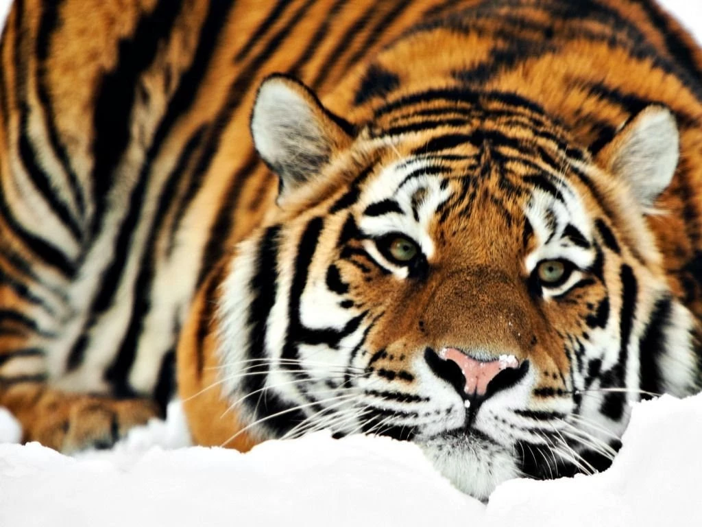 Free Download Tiger Pictures Images