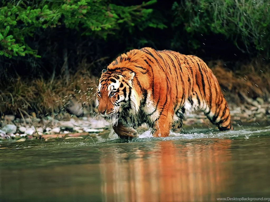 Wallpapers Tiger HD Wallpapers Pretty