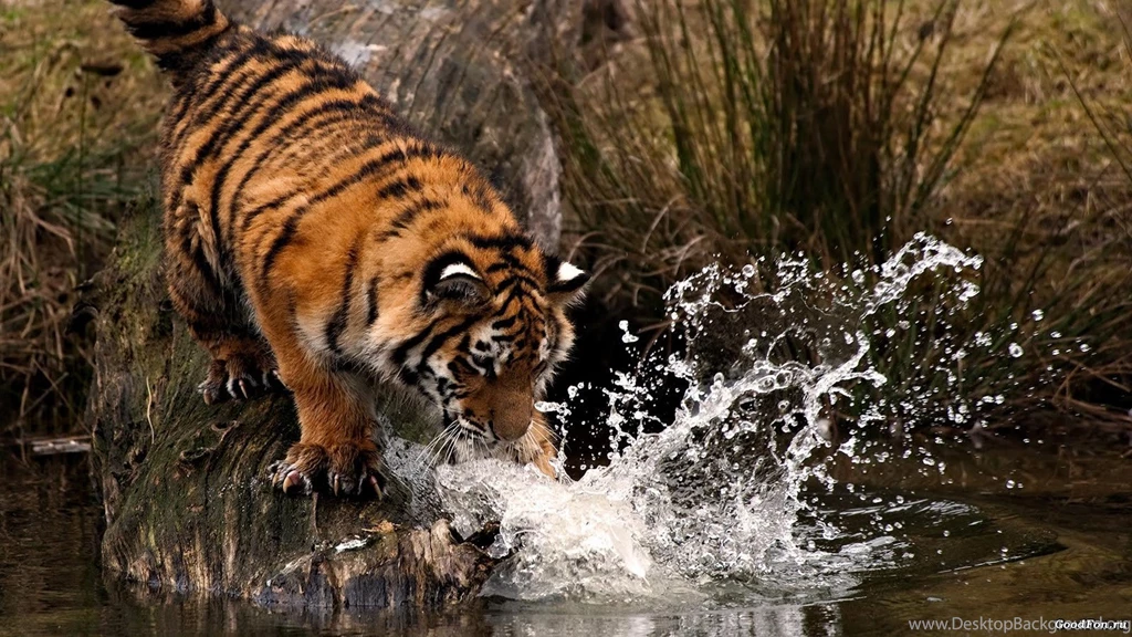 Cool Tiger Wallpapers   Widescreen HD Wallpapers