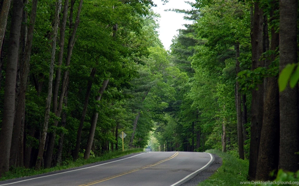 Green Forest Best Wallpapers