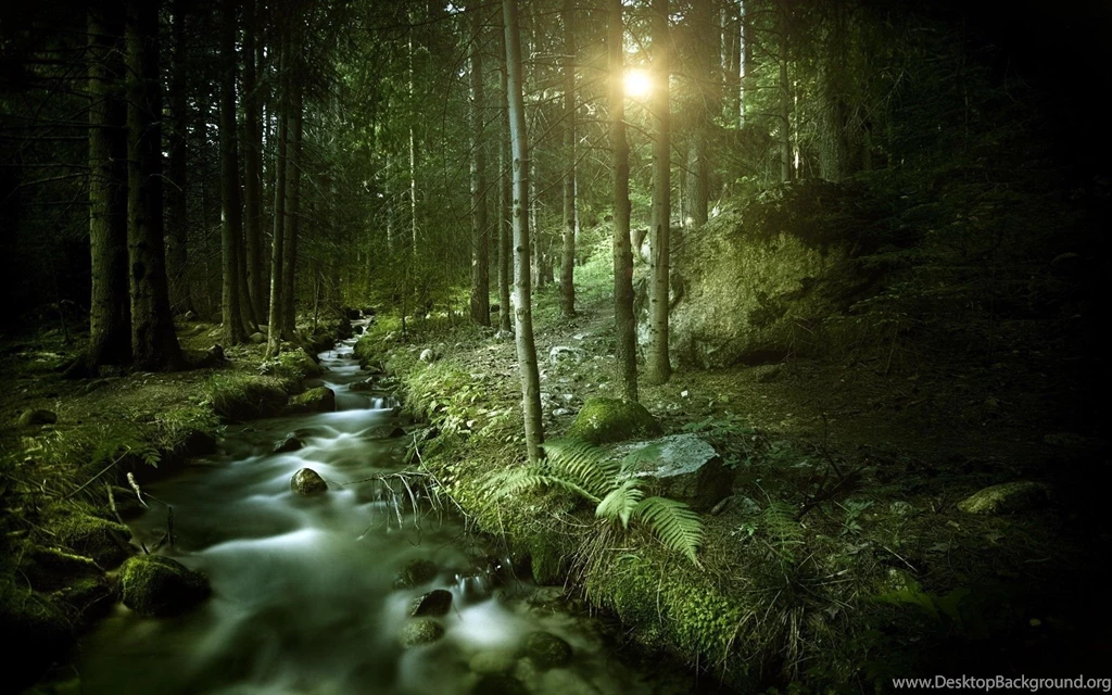 Dark Forest Wallpapers HD Resolution