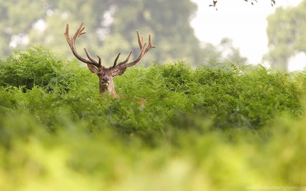 Deer Forest Wallpapers HD Download For Desktop & Mobile