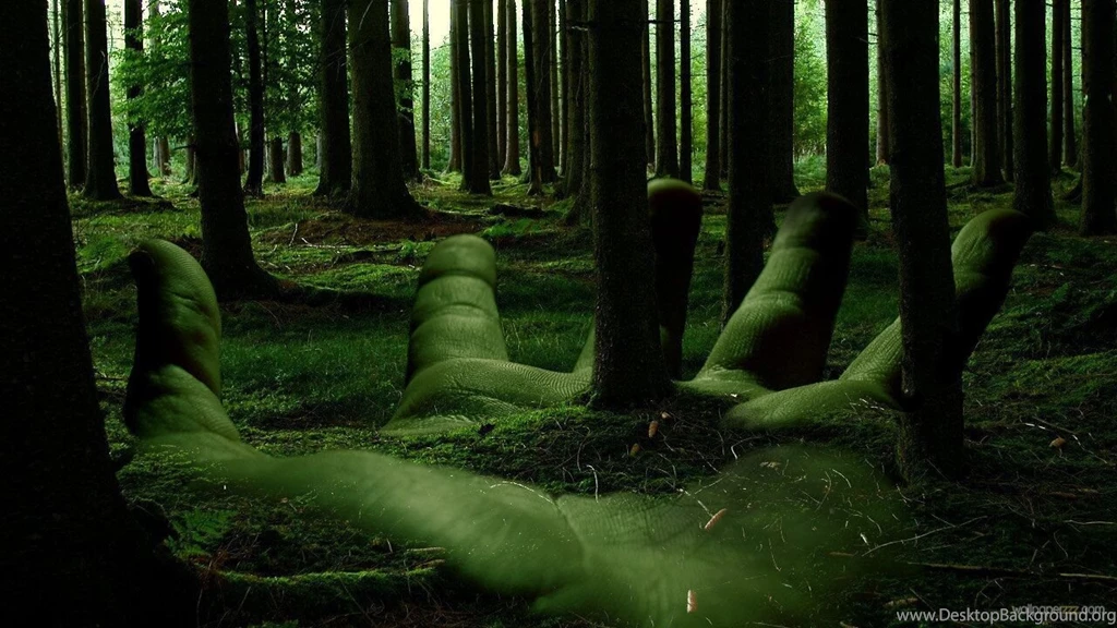 HD Forest Wallpapers