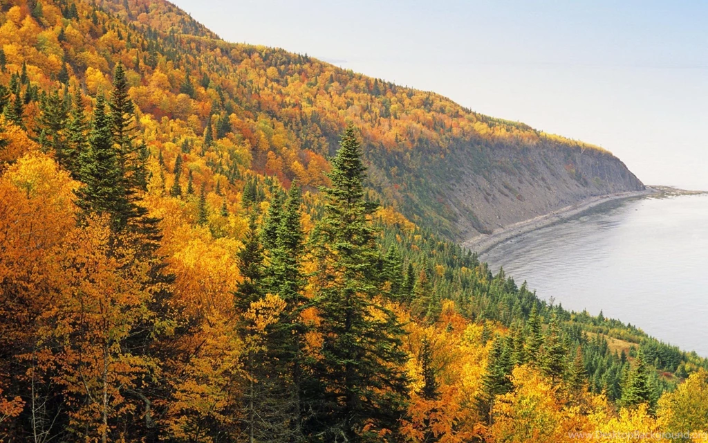 HD Road Forest Landscape