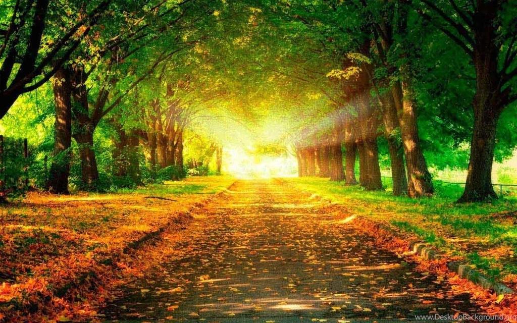 Download Galaxy S4 Forest Wallpapers HD For Android, Galaxy S4 ...