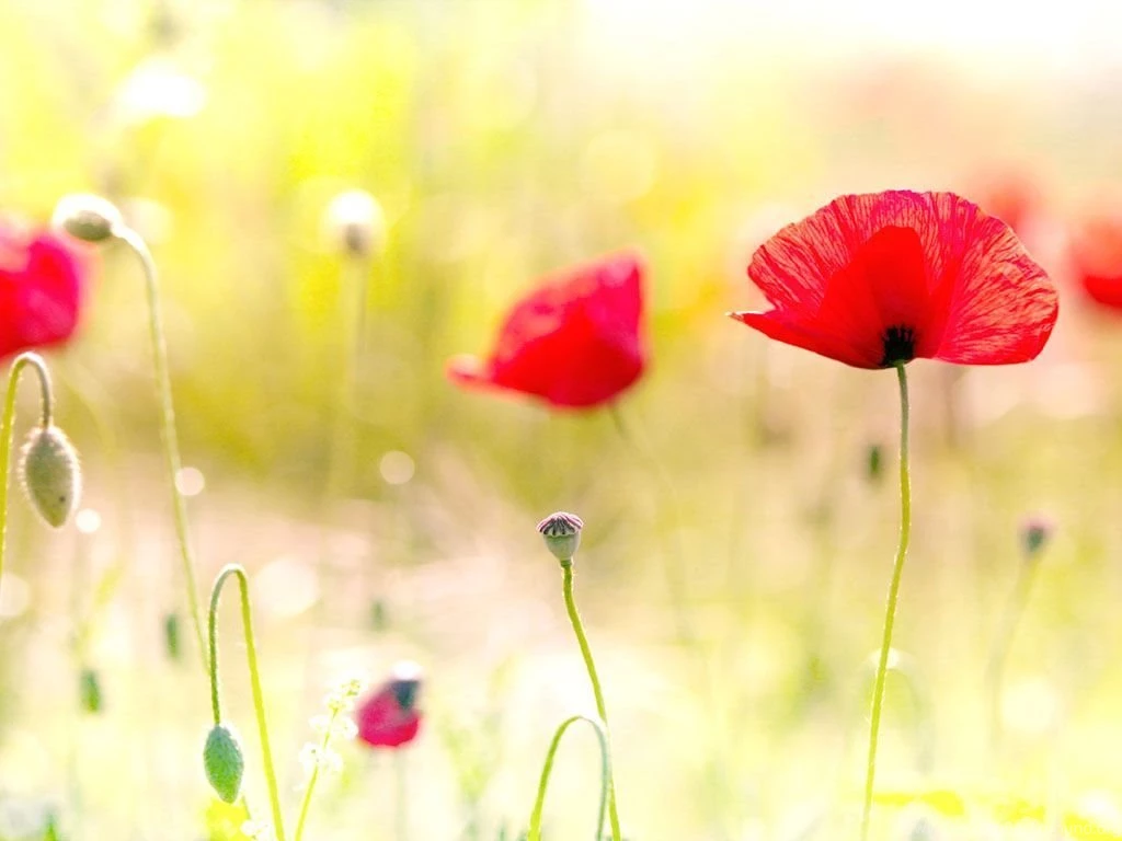 Wallpapers: Poppy Flowers Desktop Wallpapers