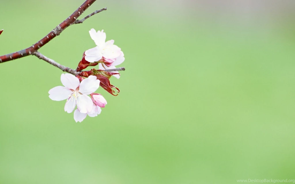 Flower Desktop Background.jpg