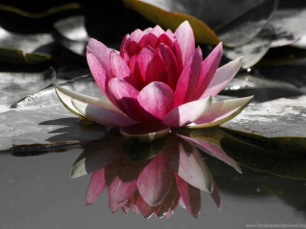 Lotus Flower Desktop Wallpapers