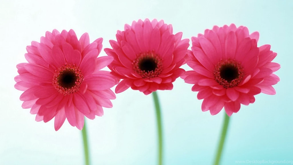 Pictures Of Flower Desktop Backgrounds