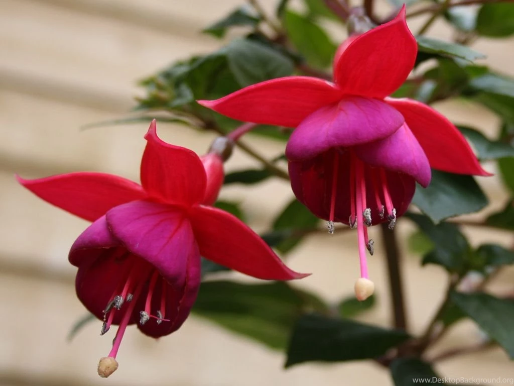New Images Of Flowers Desktop Backgrounds