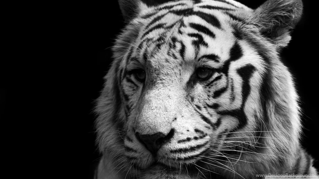Tiger Black And White HD Desktop Wallpapers : Widescreen : High ...