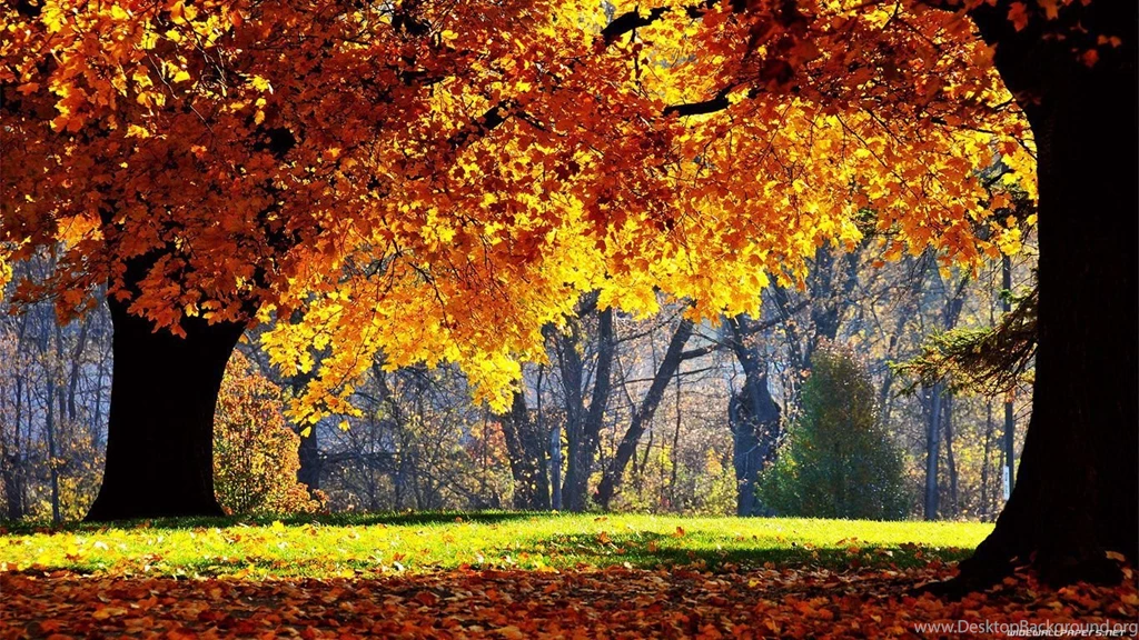 1366x768 Desktop Wallpapers