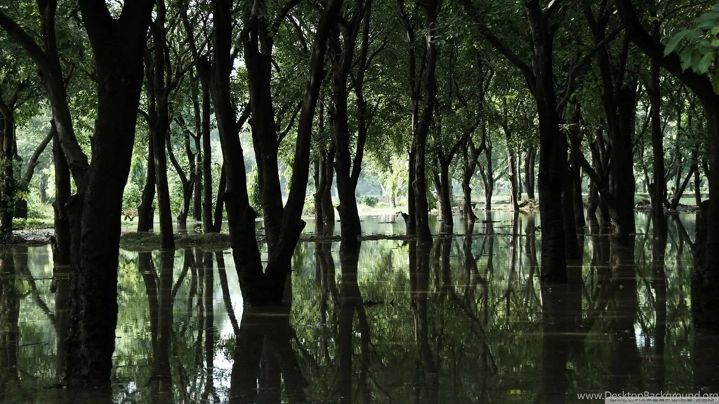 Swamp HD Wallpapers
