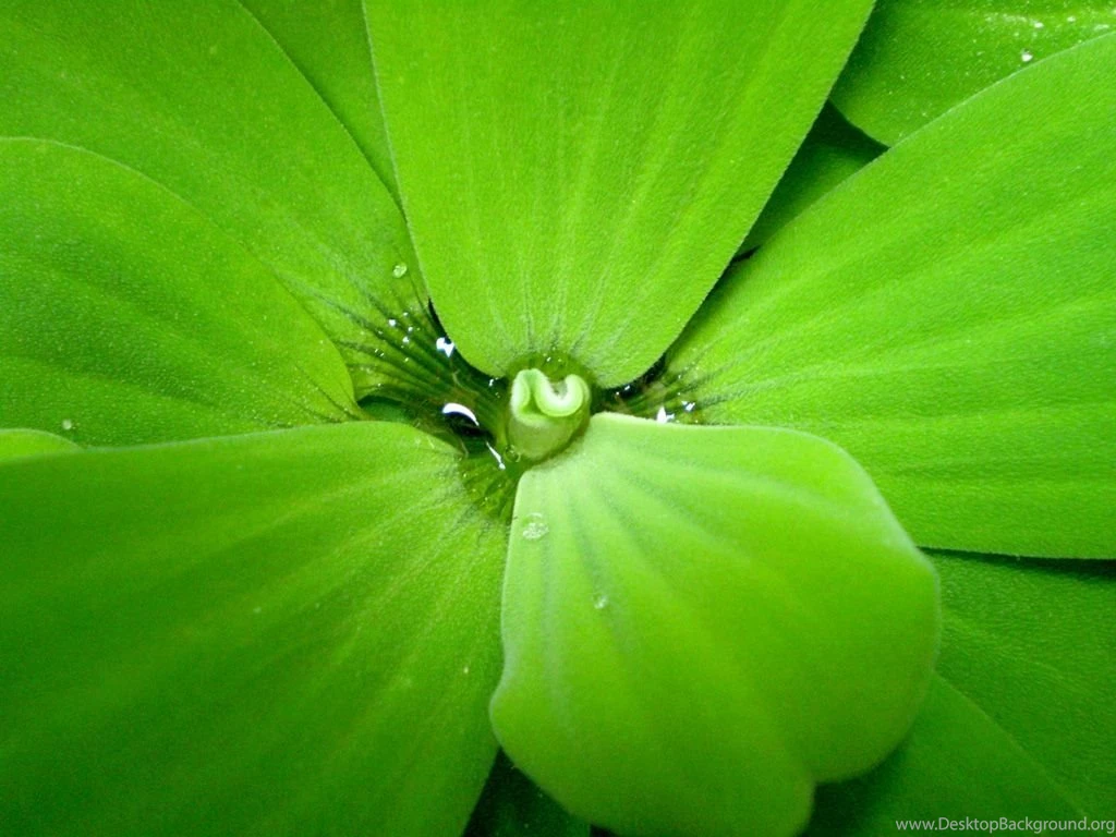 Wide Nature Green Wallpaper HD Magic4Walls.com