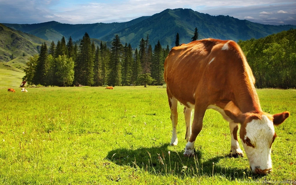 97 Cow HD Wallpapers