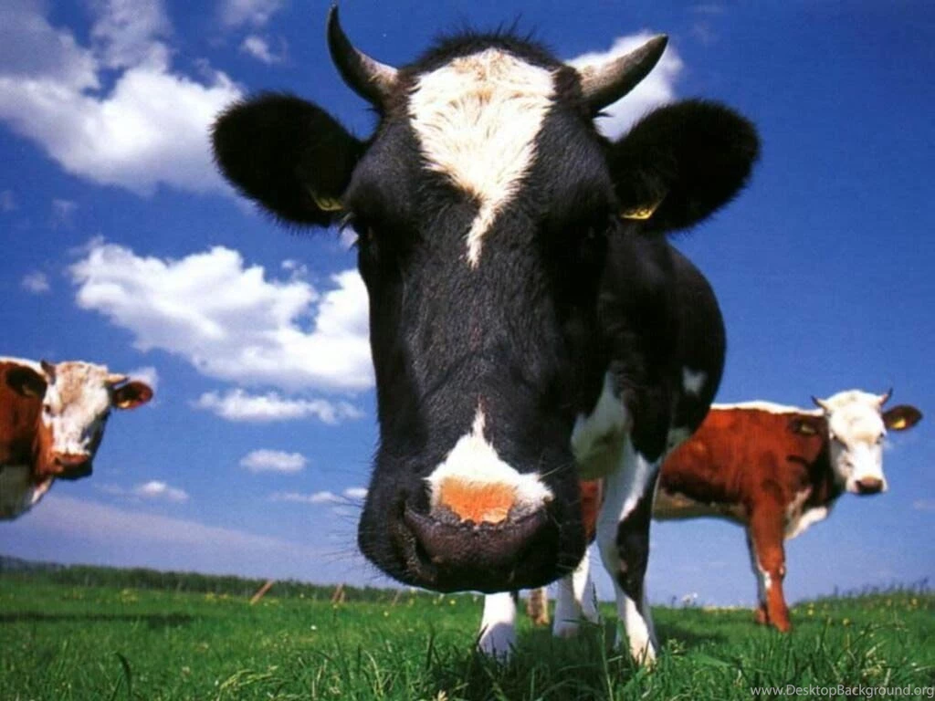 Cow Wallpapers   Animals Town