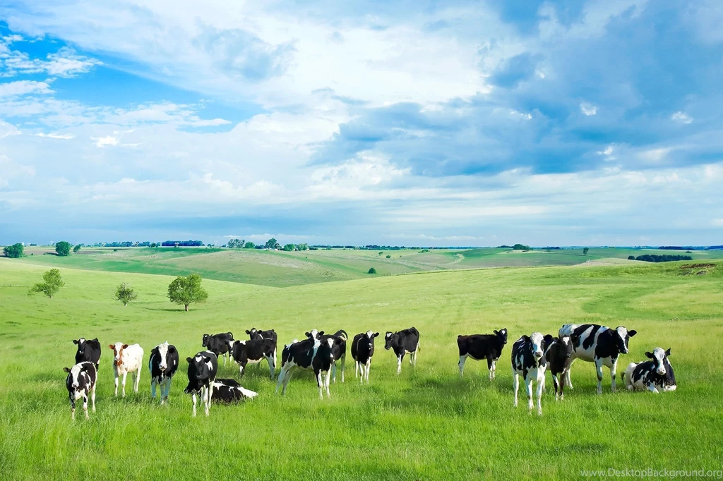 Cow Wallpapers
