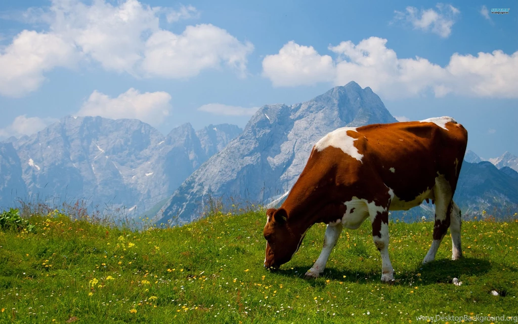 Cow Wallpapers