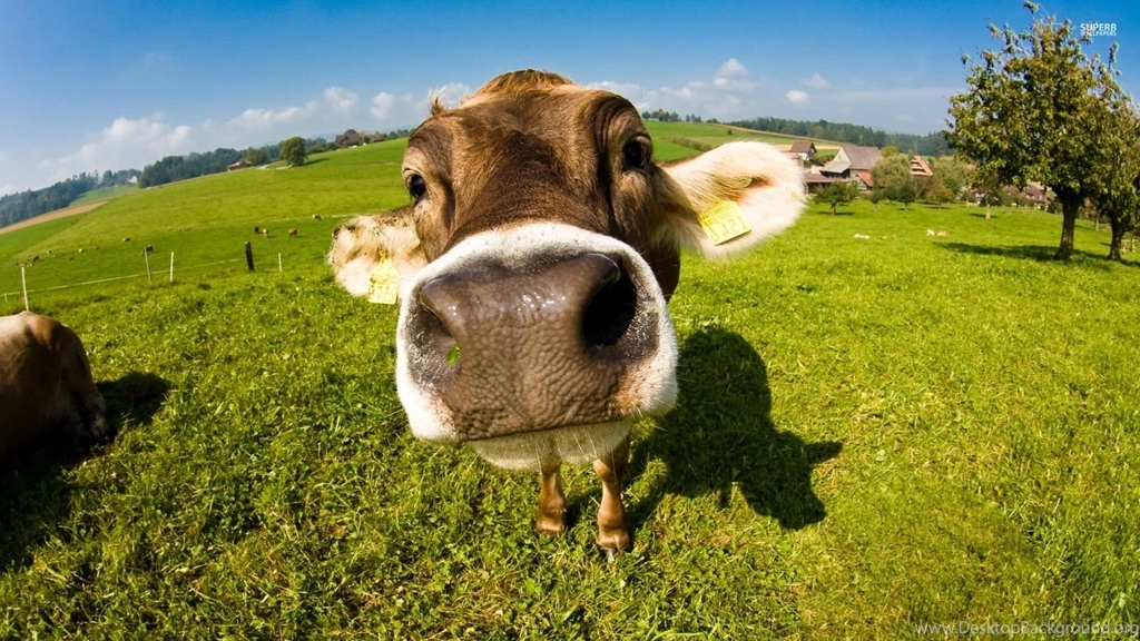 Cow 35112 1920x1080.jpg