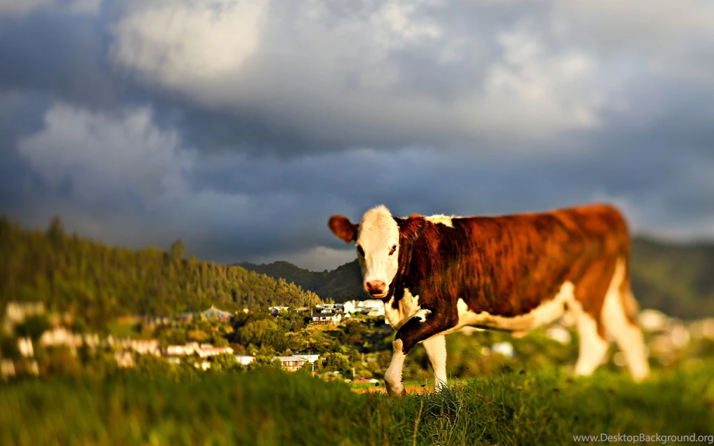 Ultra HD 4K Cow Wallpapers HD, Desktop Backgrounds 3840x2400