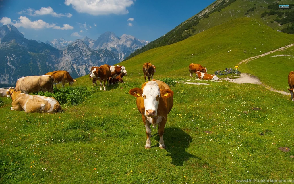 Cow Wallpapers