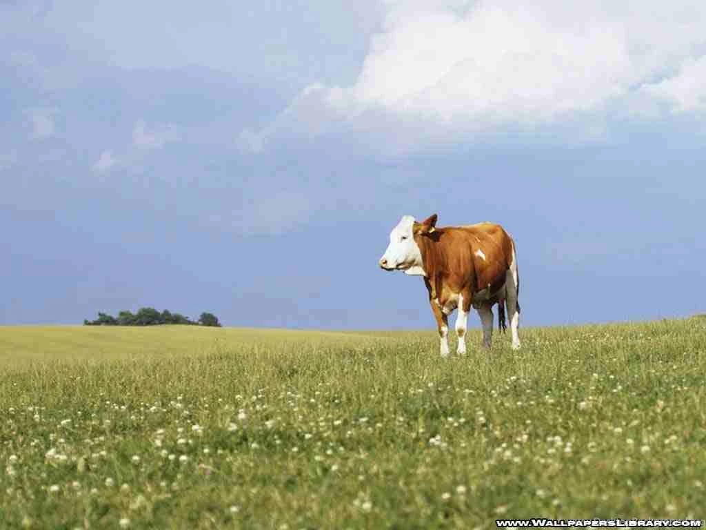 Cow Wallpapers   Cows Wallpapers (26941976)   Fanpop