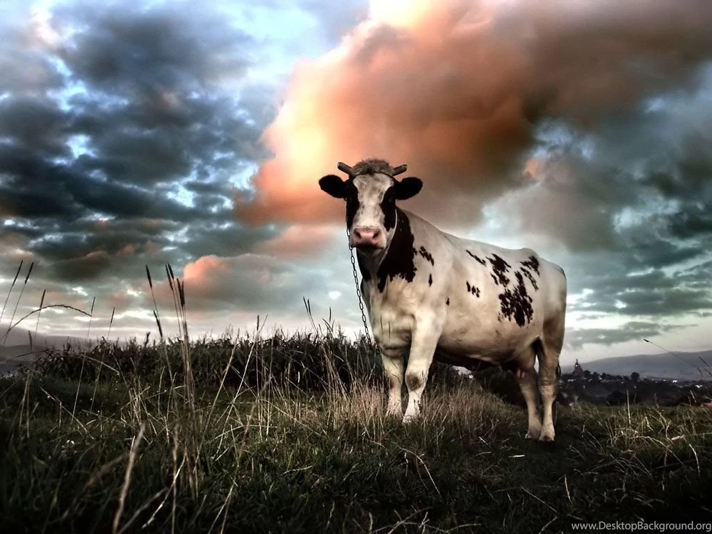 Cows Wallpapers Domestic Cows Animal Photos