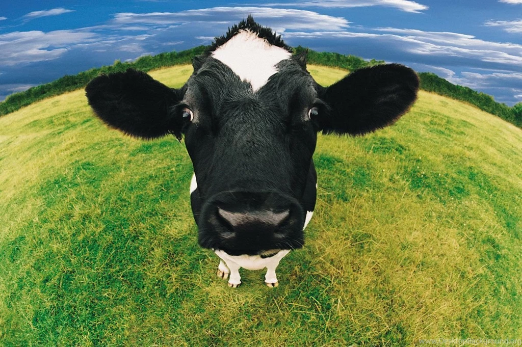 Cows_wallpaper3875.jpg
