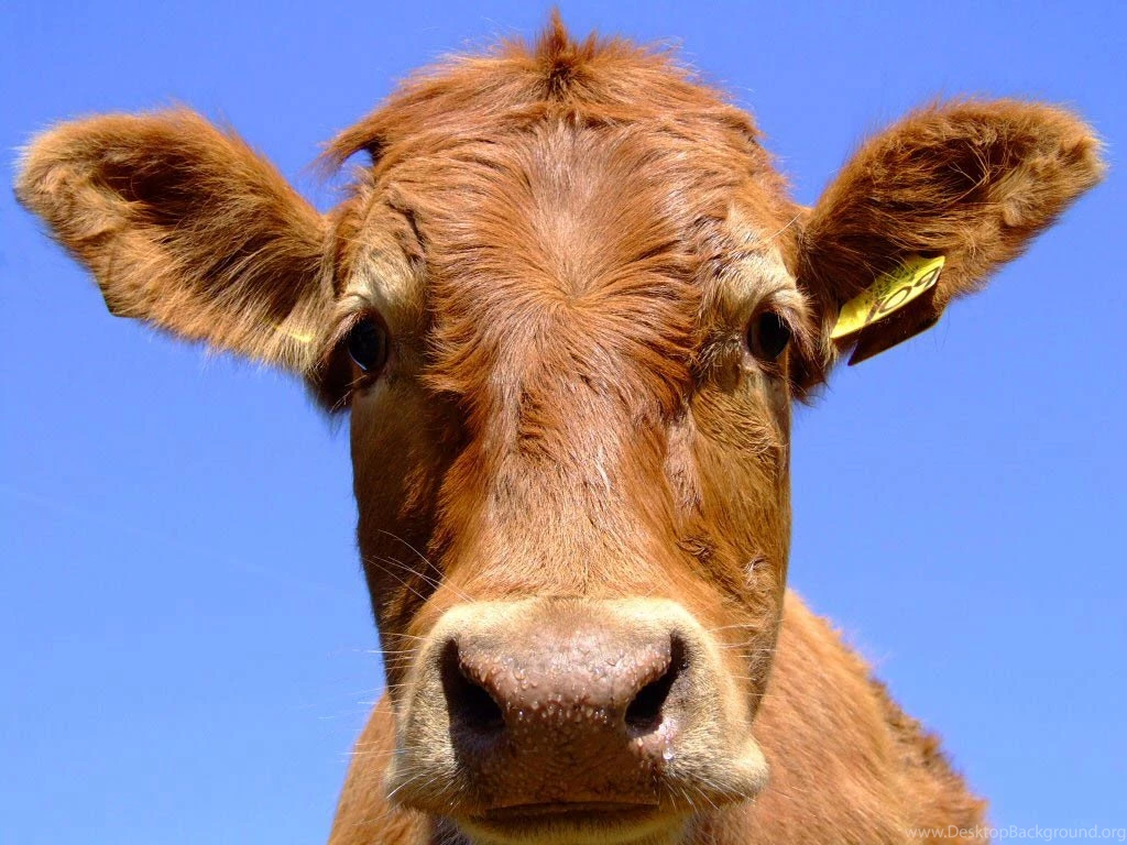 Cow Wallpapers And Backgrounds   Animals Town