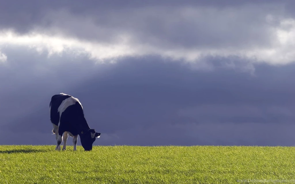 Cow Wallpapers