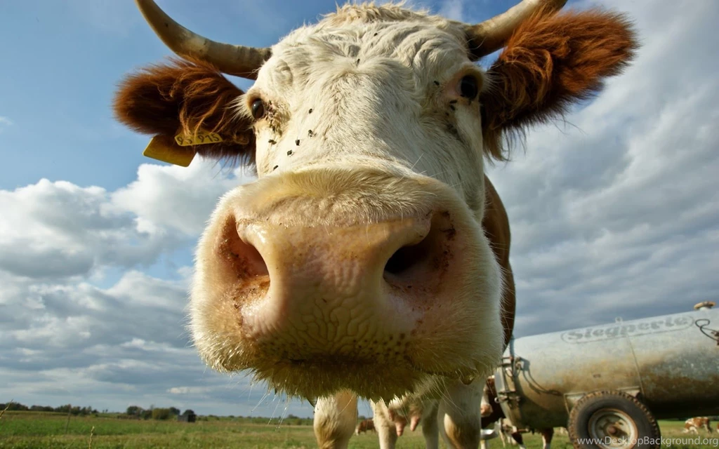 Portrait Picture Of A Cow Wallpapers