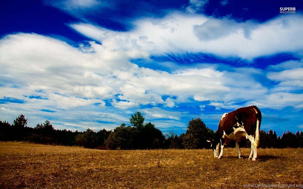 Cow Grazing Wallpapers   Animal Wallpapers