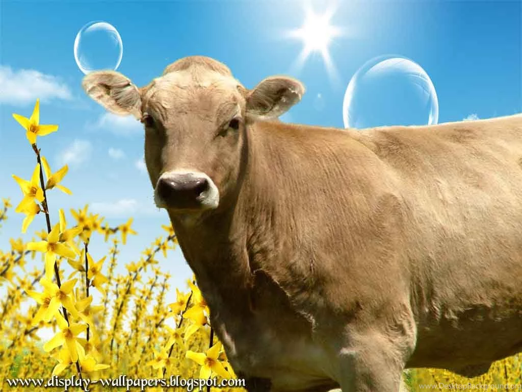 39 Indian Cow Wallpapers 19634 Hd Wallpapers 701 :: Cow Animal Hd ...