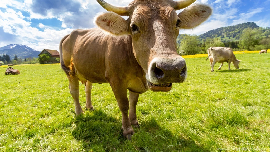 4K Cow Close Up Wallpapers