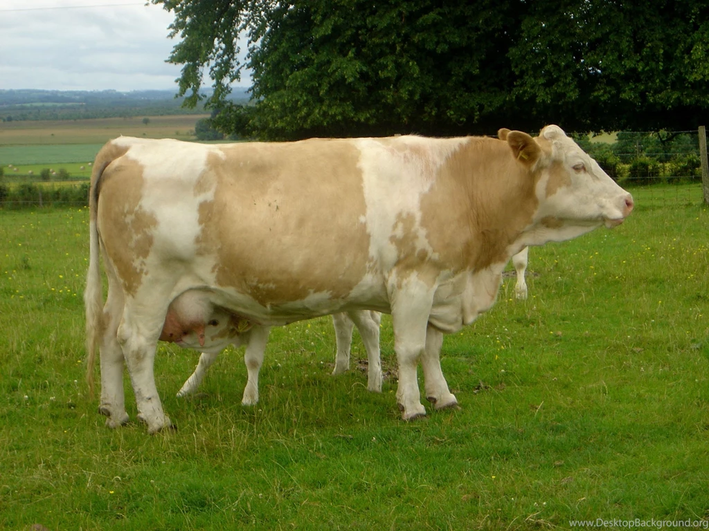 Cows
