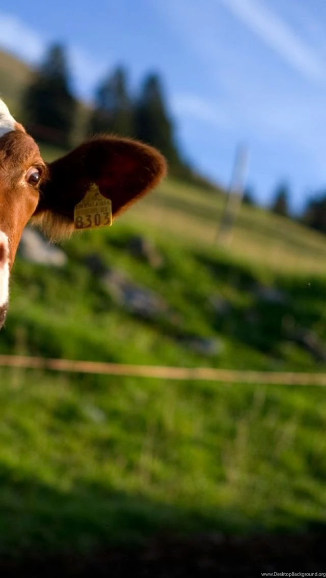 Cow iPhone 5 Wallpapers