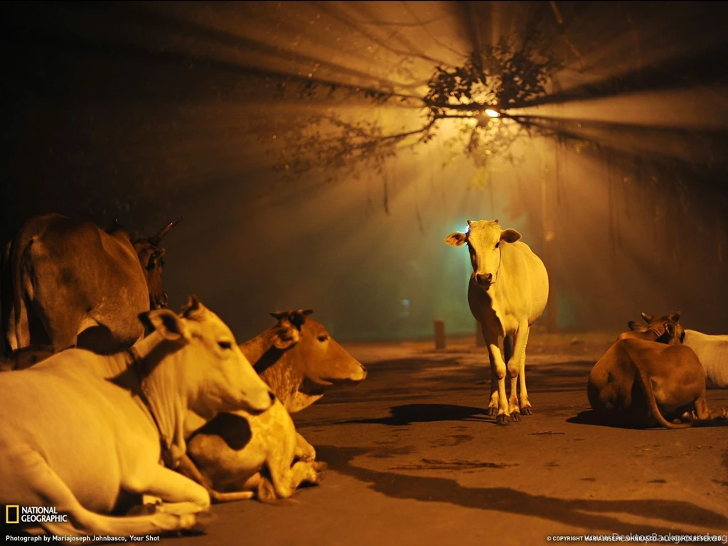 Cow Picture – Animal Wallpapers National Geographic Photo Of The Day