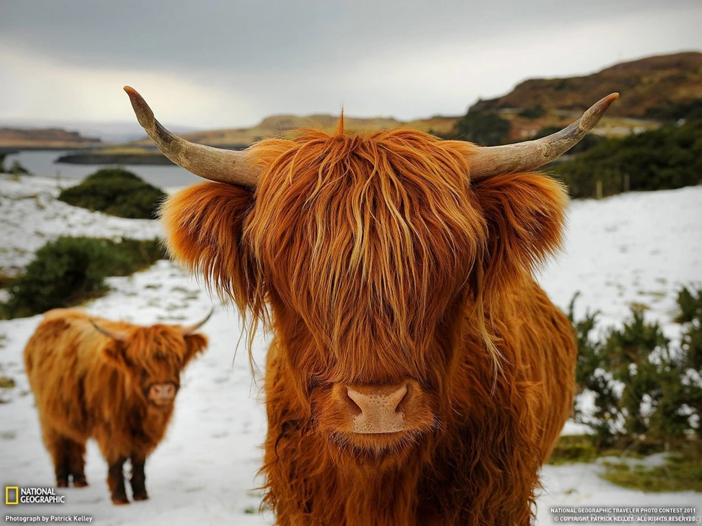 Highland Cattle Picture – Animal Wallpapers National Geographic