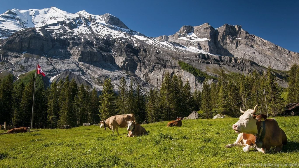 1366x768 Cow, Mountains, Meadow, Switzerland, Switzerland ...