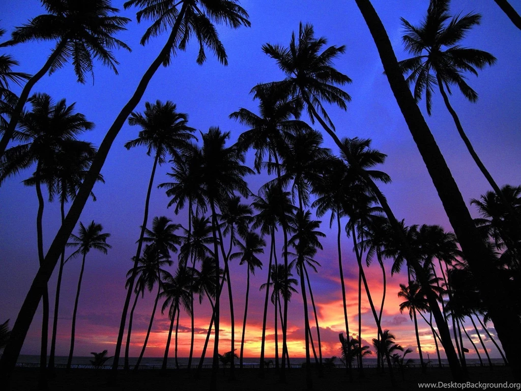 Palm Tree HD Wallpapers, Palm Tree Backgrounds, New Wallpapers