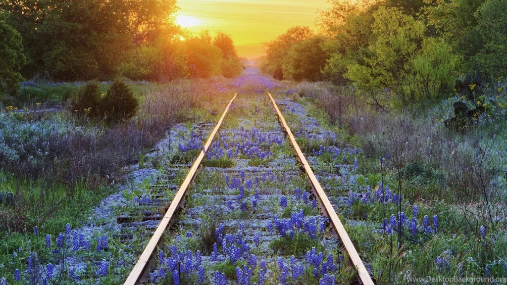 Bluebonnet Wallpapers