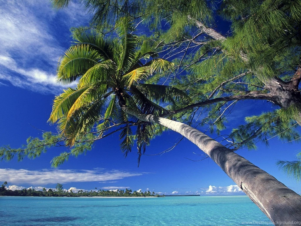 Beach Palm Tree Wallpapers 14610
