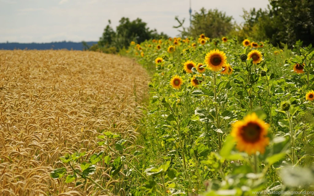 Landscapes Flowers Fields Agriculture Sunflowers Wallpapers ...