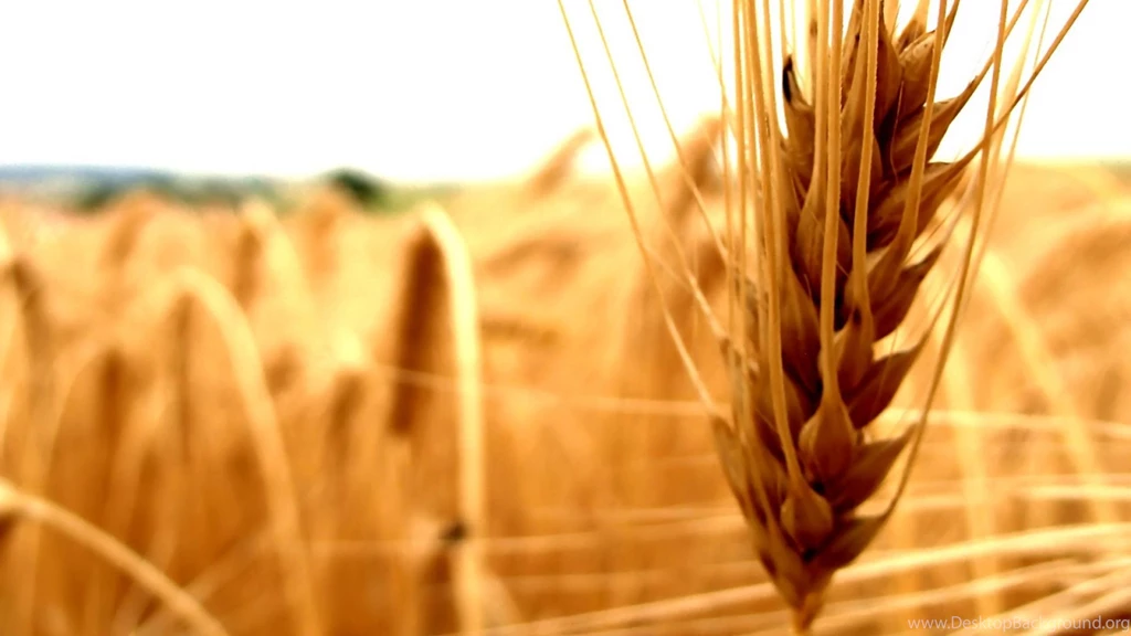 Full HD 1080p Agriculture Wallpapers HD, Desktop Backgrounds 1920x1080