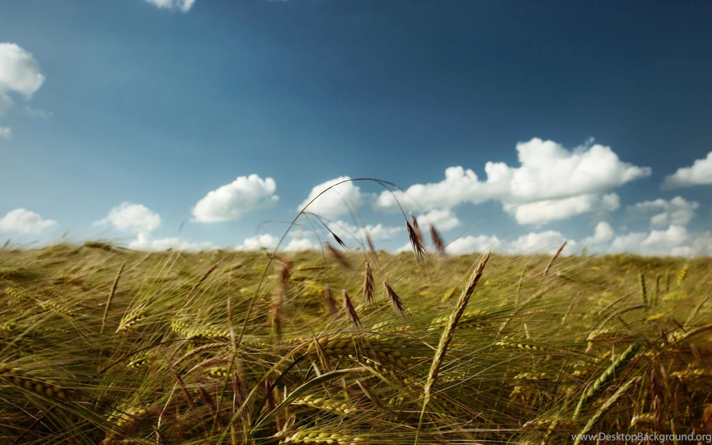 Download Wallpapers 3840x2400 Ears, Field, Clouds, Wind ...