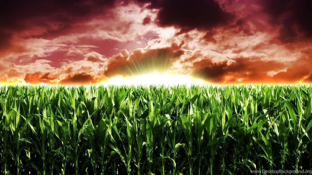 Agriculture Corn Crops Nature Wallpapers