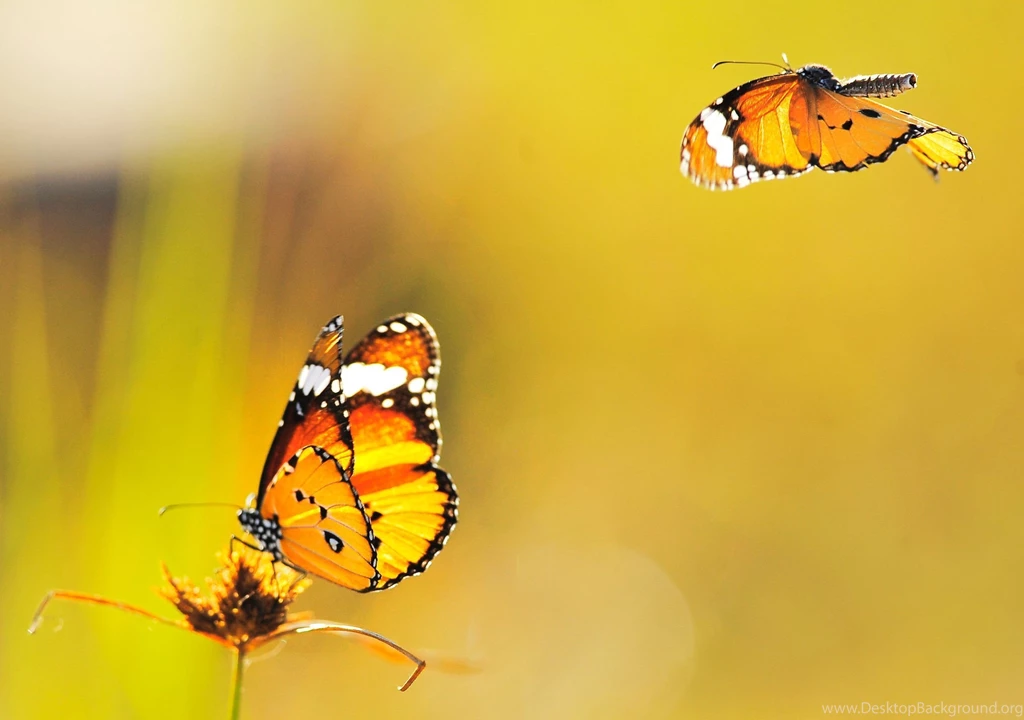 1572) Yellow Butterfly Backgrounds HD Wallpapers Attachment WalOps.com